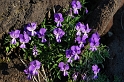 0150 Viola aethnensis